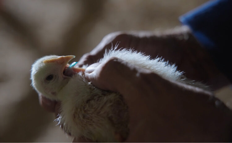 Animal science products